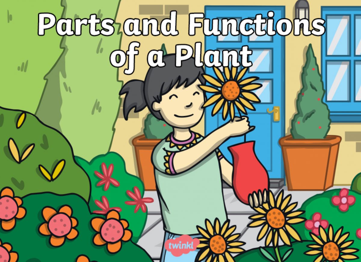 Plant detectives information